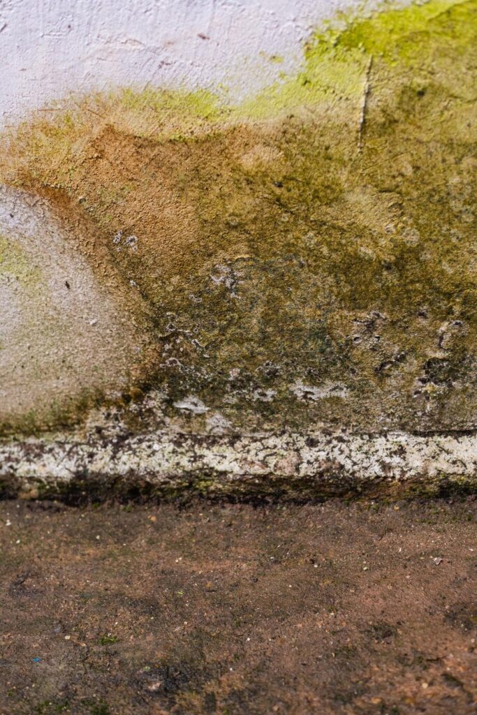 Damp line along the joint where a basement wall meets the floor
